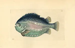 Thenaturalistsmiscellany Prints: Lumpfish or lumpsucker, Cyclopterus lumpus