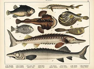 Ichthyology Prints: Lumpfish, monkfish, sturgeon, cowfish and puffer