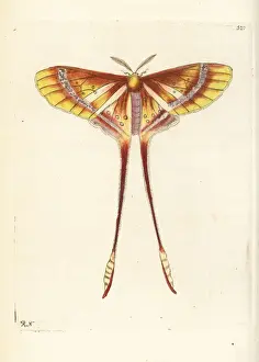 Polydore Prints: Luna or comet moth, Actias species?