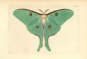 Naturalist Gallery: Luna moth, Actias luna