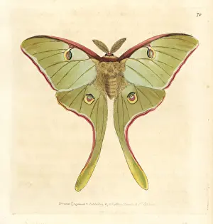 Moth Prints: Luna moth, Actias luna