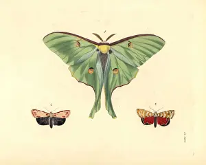 Luna Prints: Luna and ornate moths