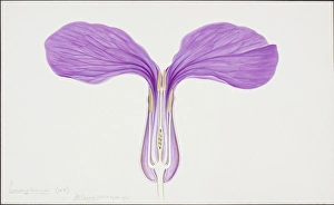 Brassicales Gallery: Lunaria biennis, honesty