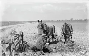 Marsh Prints: Lunch Time on Romney Marsh