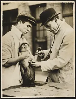 Veterinary Prints: Lung Test / Monkey