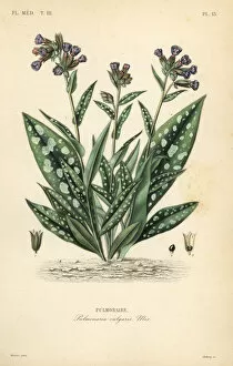Regne Gallery: Lungwort, Pulmonaria officinalis