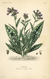 Maubert Gallery: Lungwort, Pulmonaria officinalis