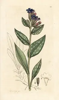 Lungwort, Pulmonaria officinalis