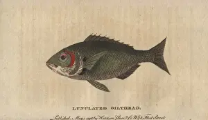 Bream Prints: Lunulated gilthead or gilt-head sea bream, Sparus aurata