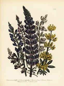 Lupine or Lupinus species Lupine or Lupinus species