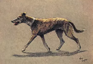Lurcher Collection: Lurcher dog walking along