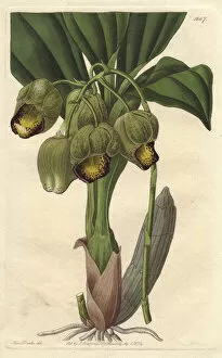 Lurid or pale yellow catasetum orchid, Catasetum luridum