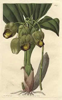 Bahia Prints: Lurid or pale yellow catasetum orchid, Catasetum luridum