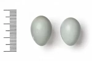 Eggshell Gallery: Luscinia calliope, siberian rubythroat