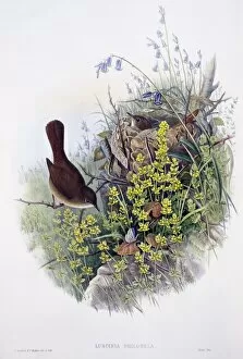 Luscinia Gallery: Luscinia megarhynchos, common nightingale