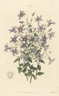 Lusitanian bellflower, Campanula lusitanica