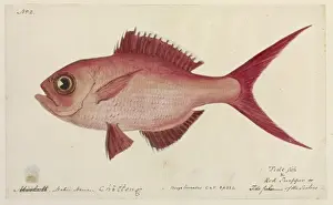 Robert Neill Prints: Lutjanus campechanus, red snapper