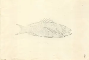Forster Collection: Lutjanus fulvus, blacktail snapper
