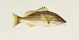 Lutjanus kasmira, bluestripe seaperch