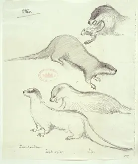 Arctoidea Prints: Lutra lutra, European otter