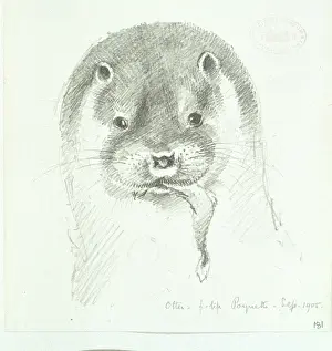 Lutra lutra, European otter
