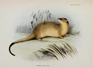 Marsupial Prints: Lutreolina crassicaudata, thick-tailed opossum