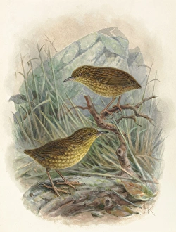 Images Dated 9th December 2011: Lyall Wren, Traversia lyalli