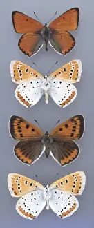 Lycaena dispar, large copper