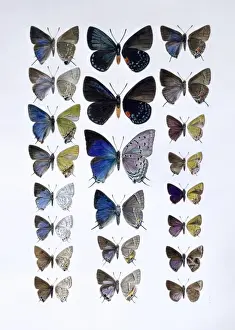 Lepidoptera Prints: Lycaenidae, hairstreak butterflies