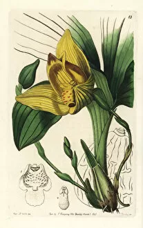 Edwards Gallery: Lycaste cruenta orchid