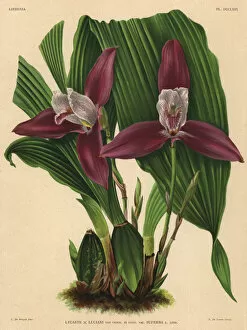 Hybrid Gallery: Lycaste Luciani hybrid orchid, superb variety