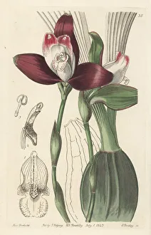 Central America Prints: Lycaste macrophylla orchid
