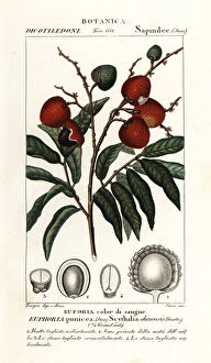 Jussieu Collection: Lychee fruit, Litchi chinensis