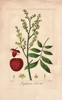 Stipple Prints: Lychee tree, Litchi chinensis
