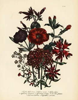 Fulgens Collection: Lychnis and campion species