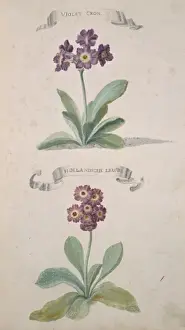 Lychnis chalcedonica, Maltese cross