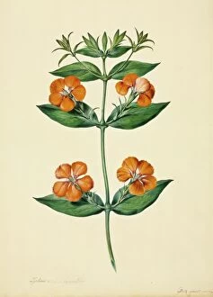 Rutaceae Collection: Lychnis coronata
