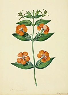 Citrus Collection: Lychnis coronata