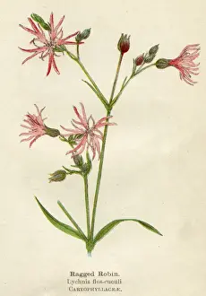 Ragged Prints: LYCHNIS FLOS-CUCULI
