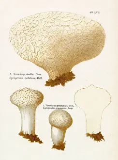 Mushrooms Prints: LYCOPERDON COELATUM LYCOPERDON GEMMATUM (edible) Date: 1876