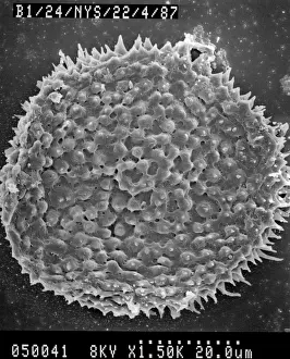 Lycopod