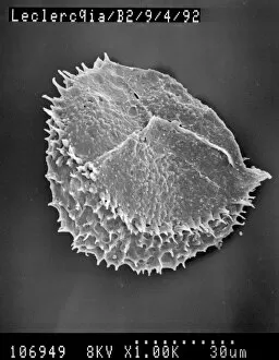 Scanning Electron Micrograph Collection: Lycopod