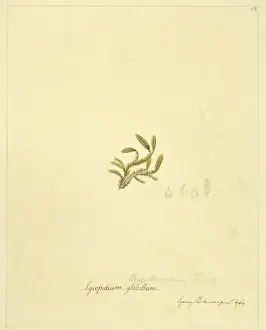 Lycopodiophyta Prints: Lycopodium magellanicum, club moss
