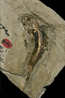 Bony Prints: Lycoptera, bony fish fossil