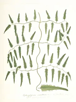 Polypodiophyta Prints: Lygodium volubile, climbing fern