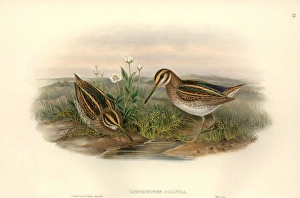 John Gould Gallery: Lymnocryptes minimus, jack snipe