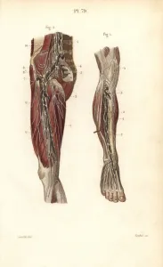 Masse Prints: Lymph nodes and vessels deep in the leg