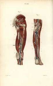 Masse Prints: Lymph nodes and vessels deep in the back of the leg