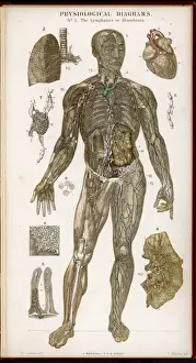 Lymphatics / Diagram