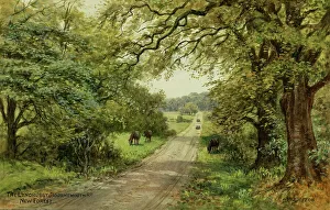 Lyndhurst to Bournemouth road, New Forest, Hampshire